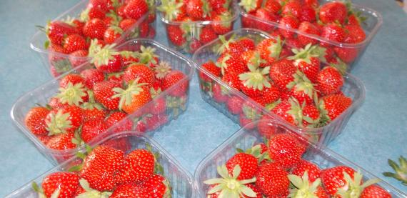 Distribution fraises EHPAD 20 et 21 09 2022