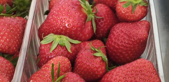 fraises
