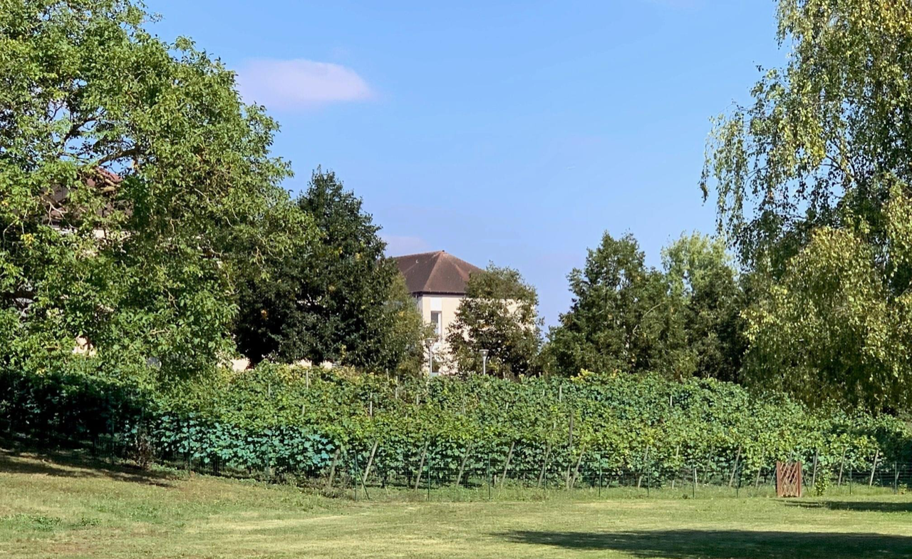 Vignes St-Brice