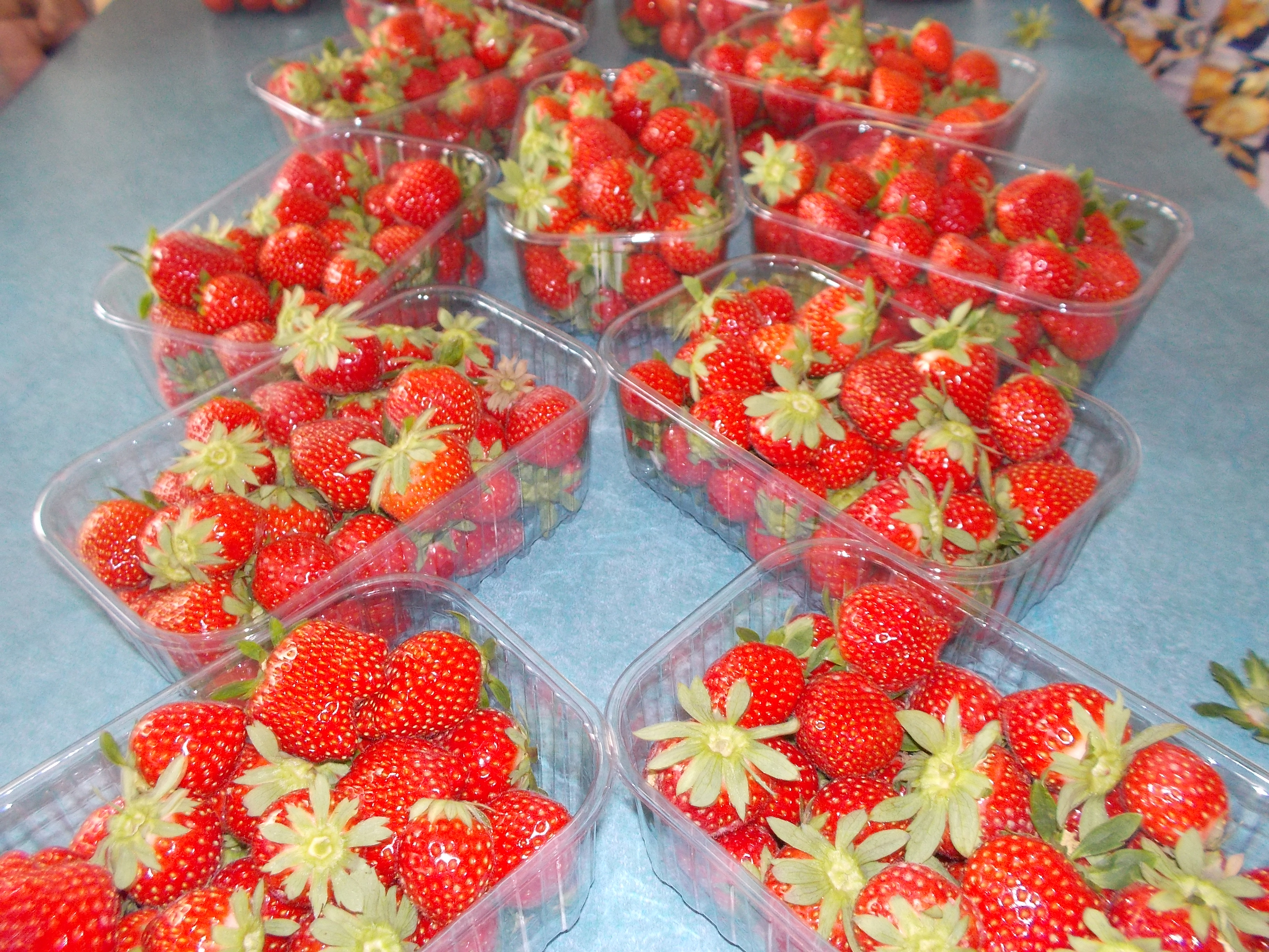 Distribution fraises EHPAD 20 et 21 09 2022