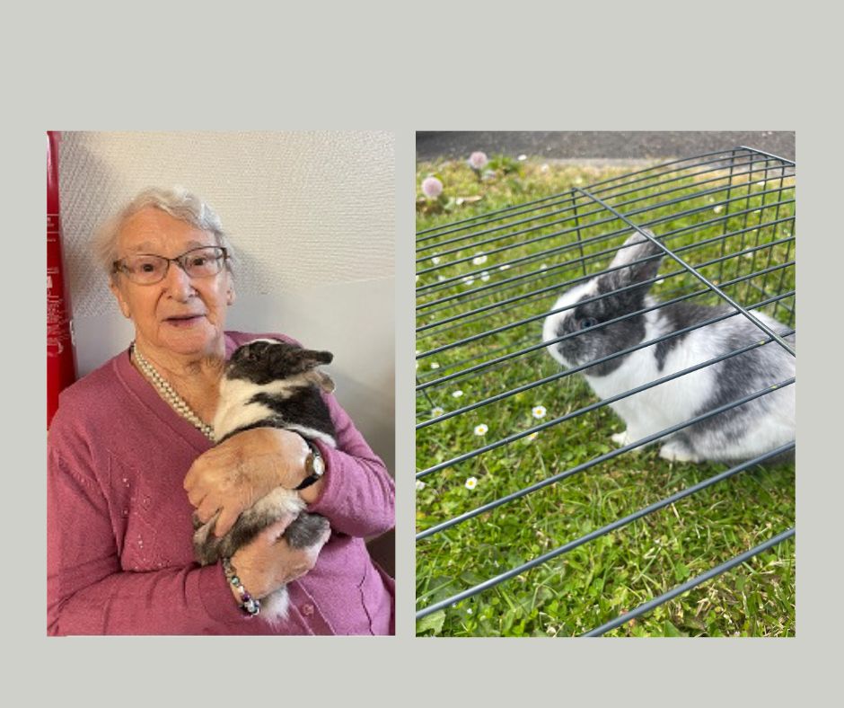 Arrivée lapin RHD mai 2023