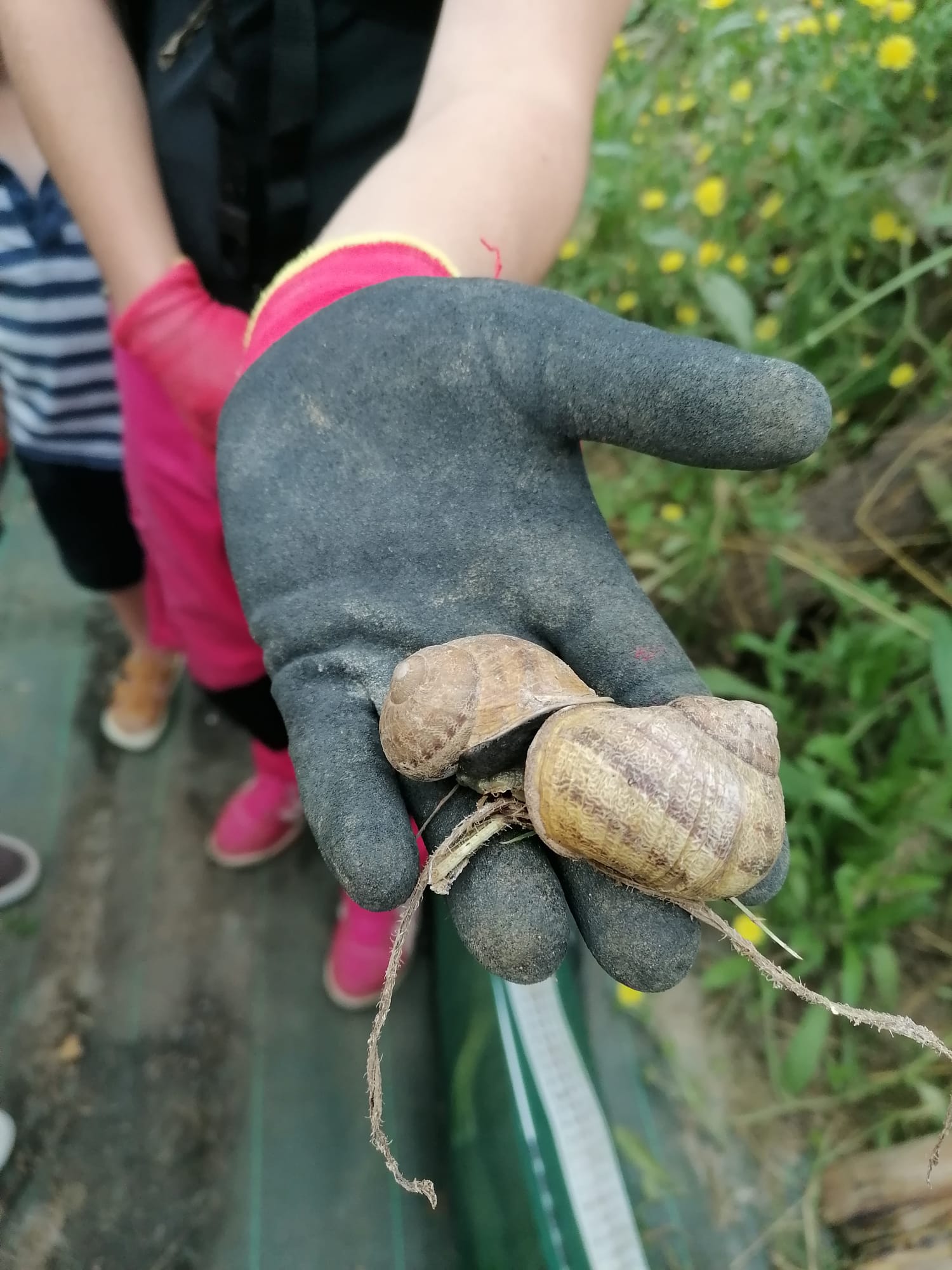 ESCARGAUTHIER