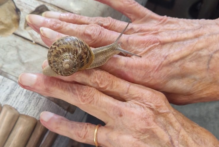 MEDIATION ANIMALE ESCARGOTS