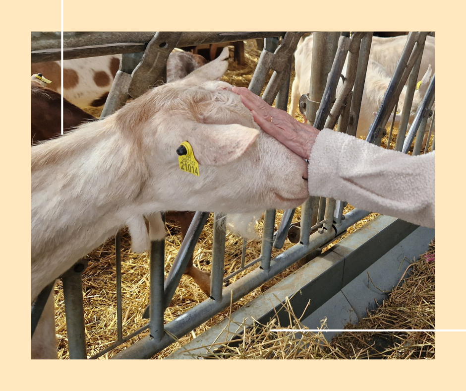 VISITE CHEVRERIE PASA RHD 