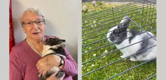 Arrivée lapin RHD mai 2023