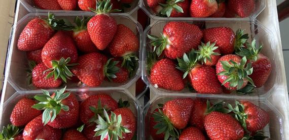 FRAISES