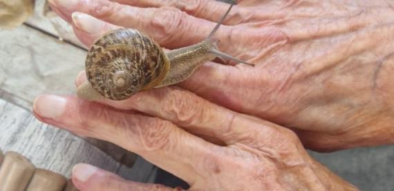 MEDIATION ANIMALE ESCARGOTS