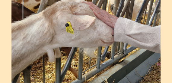 VISITE CHEVRERIE PASA RHD 