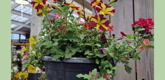 SORTIE JARDINERIE PASA